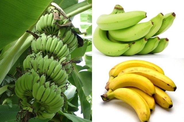 Chuối tiêu là loại quả có chứa nhiều chất dinh dưỡng và rất tốt cho sức khỏe, đặc biệt là trẻ em, người cao tuổi và những người thường xuyên phải lao động nặng, lao động trí óc. Ảnh minh họa Chuối tiêu là loại quả có chứa nhiều chất dinh dưỡng và rất tốt cho sức khỏe, đặc biệt là trẻ em, người cao tuổi và những người thường xuyên phải lao động nặng, lao động trí óc. Ảnh minh họa