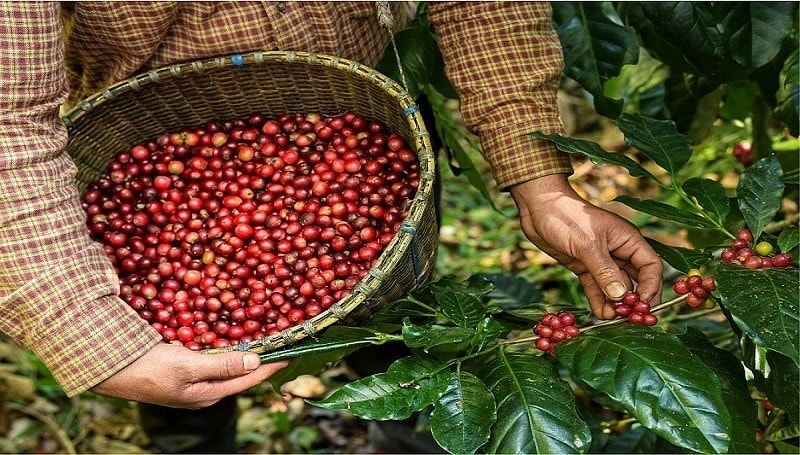Sản lượng cà phê Việt Nam ước giảm xuống mức thấp nhất trong 4 năm gần đây Sản lượng cà phê Việt Nam ước giảm xuống mức thấp nhất trong 4 năm gần đây