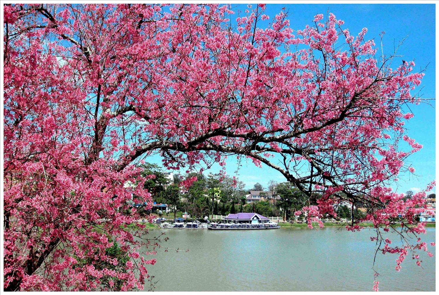 Hoa anh đào bên Hồ Xuân Hương (Đà Lạt)