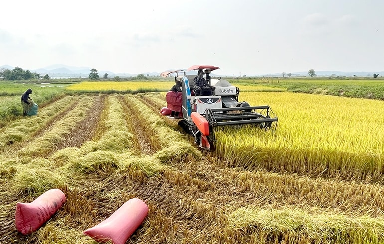 Người dân xã Ea Lâm huyện Sông Hinh thu hoạch lúa trên cánh đồng Trạm bơm Ea Lâm 2. (Ảnh: Ngô Xuân). Người dân xã Ea Lâm, huyện Sông Hinh thu hoạch lúa trên cánh đồng Trạm bơm Ea Lâm 2. (Ảnh: Ngô Xuân)
