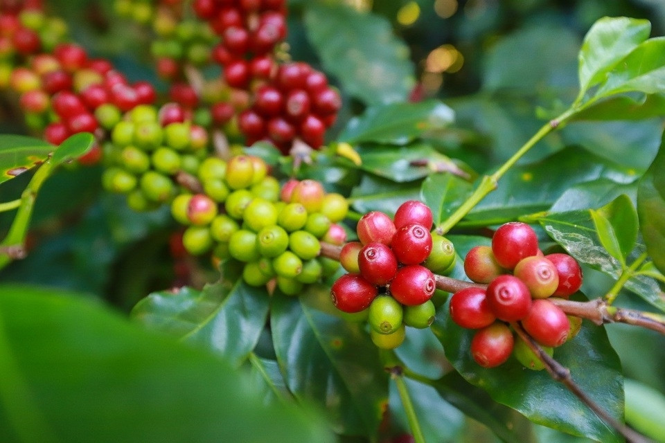 Giá cà phê trong nước đang tăng mạnh.