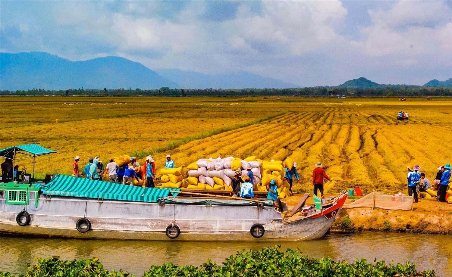 Đồng Bằng sông Cửu Long nâng cao chất lượng lúa gạo Đồng bằng sông Cửu Long nâng cao chất lượng lúa gạo