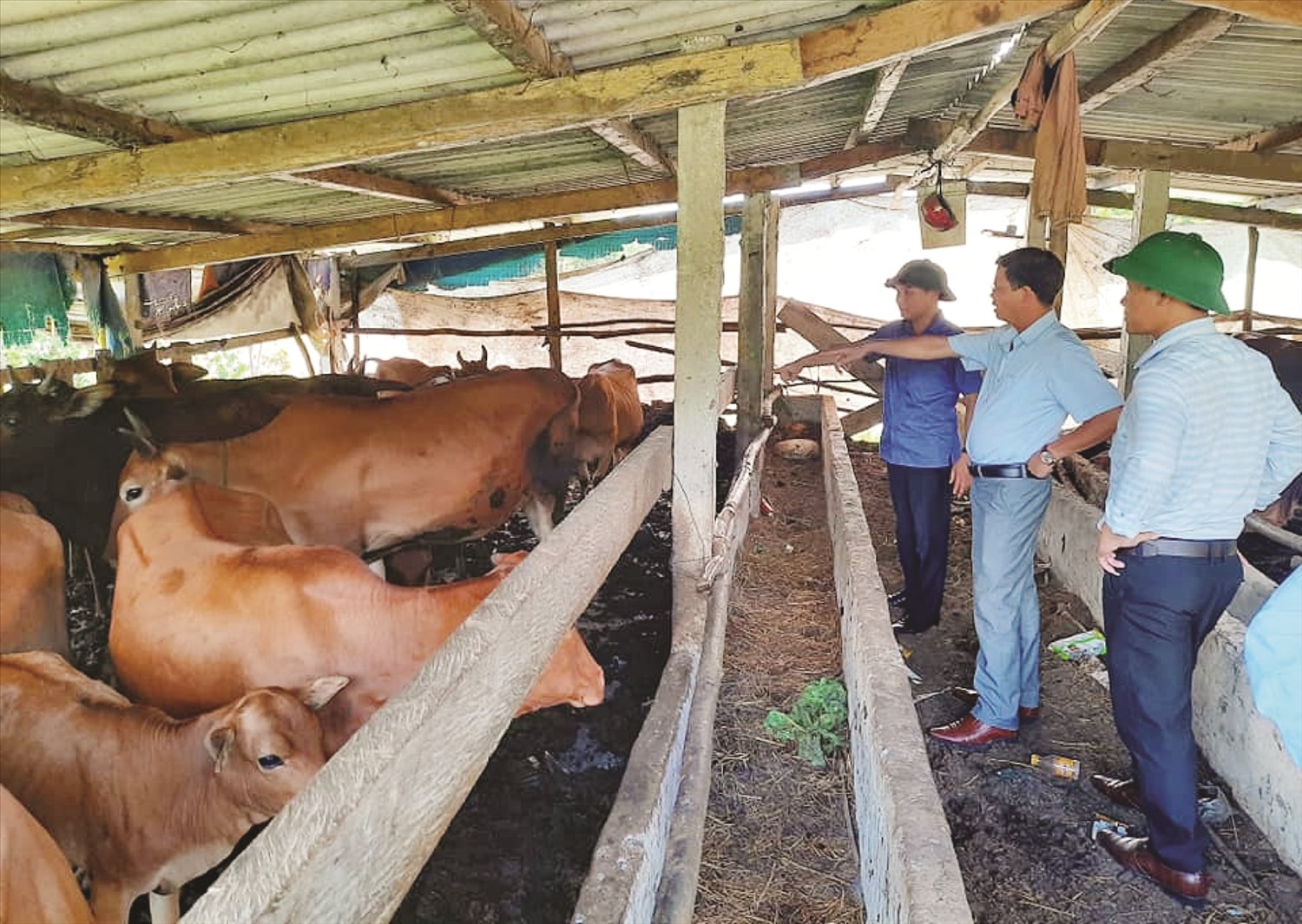 Nhiều hộ dân ở Đông Sơn phát triển kinh tế chăn nuôi bò vàng. Nhiều hộ dân ở Đông Sơn phát triển kinh tế chăn nuôi bò vàng.