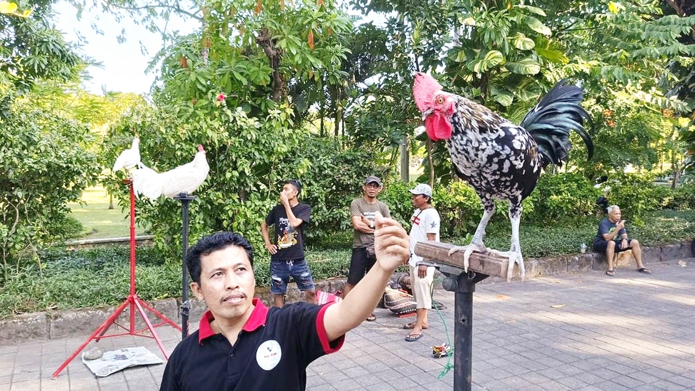 Giống Giống gà cười Indonesia