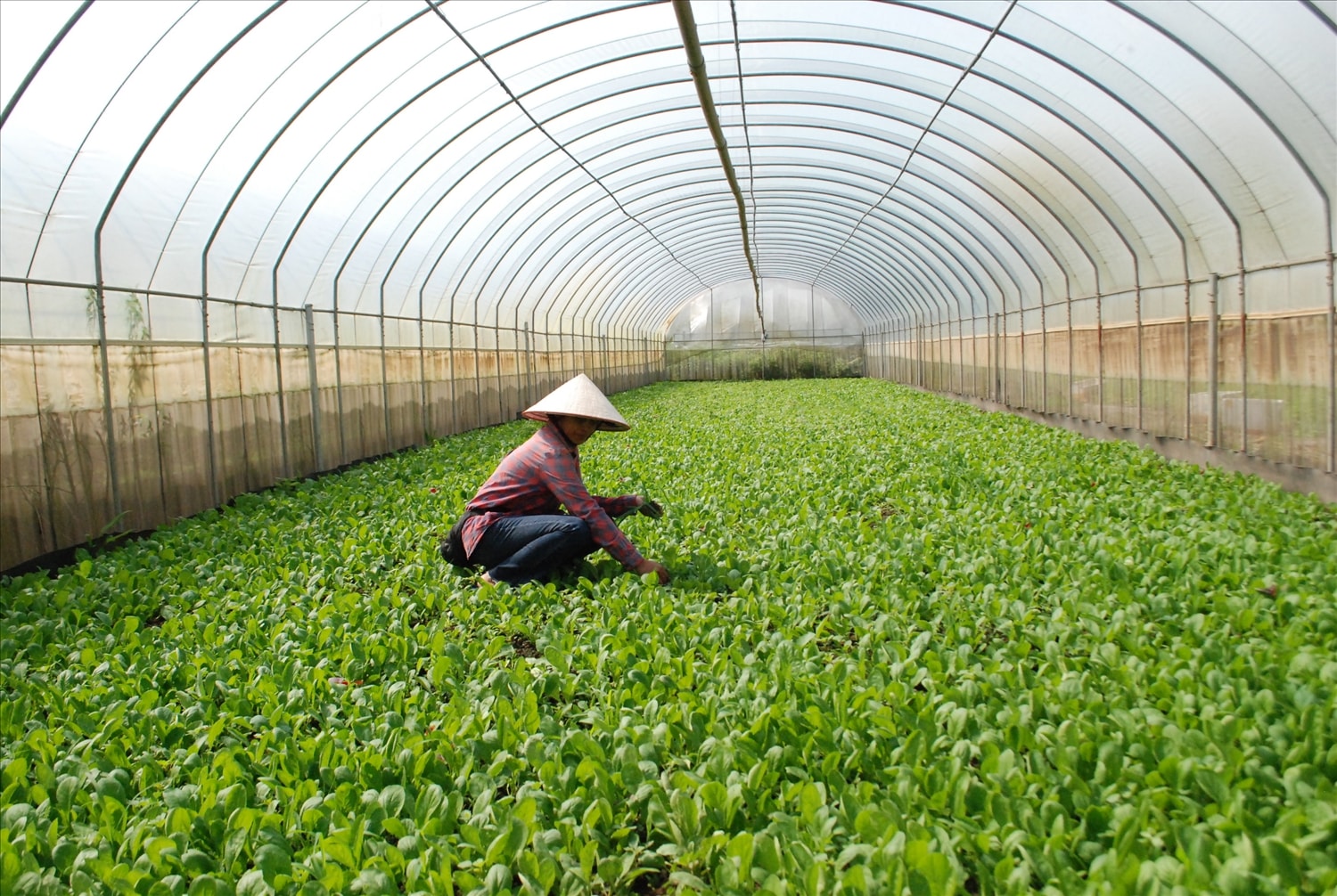 Nông nghiệp hữu cơ đang trở thành xu thế tất yếu. Nông nghiệp hữu cơ đang trở thành xu thế tất yếu.