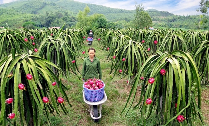 Mô hình trồng thanh long đỏ theo tiêu chuẩn VietGap tại huyện Lập Thạch, tỉnh Vĩnh Phúc. Mô hình trồng thanh long đỏ theo tiêu chuẩn VietGap tại huyện Lập Thạch, tỉnh Vĩnh Phúc.