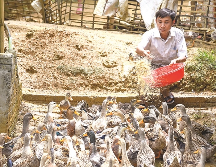 Gia đình anh Hà Văn Sinh, xã Cổ Lũng là hộ chăn nuôi vịt Cổ Lũng nổi tiếng của huyện Bá Thước.  Ảnh: Hoàng Đông
