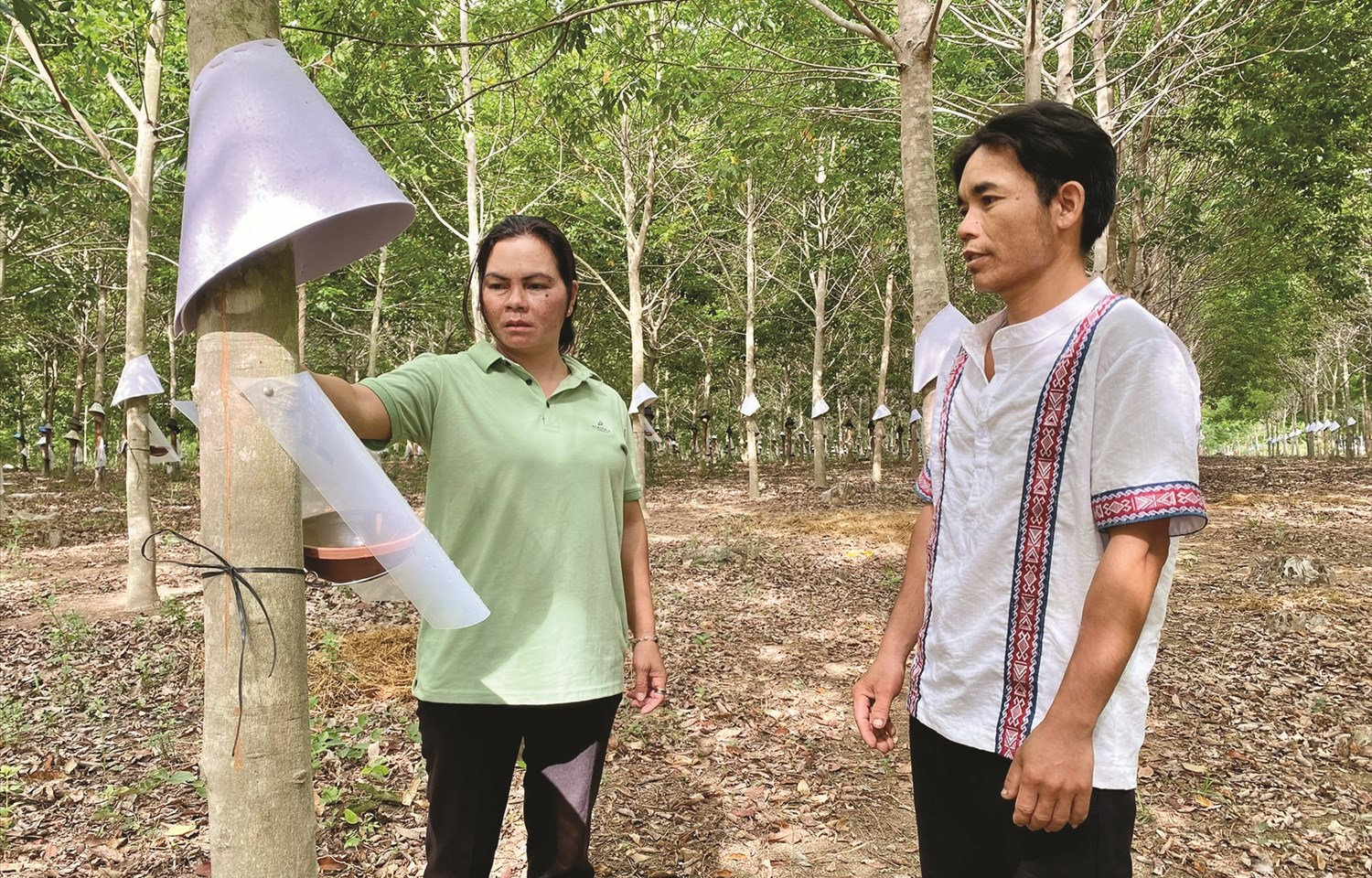 Anh A Hả, Người có uy tín làng Đăk Krăk, xã Hòa Bình, TP. Kon Tum hướng dẫn người dân cách cạo mủ cao su