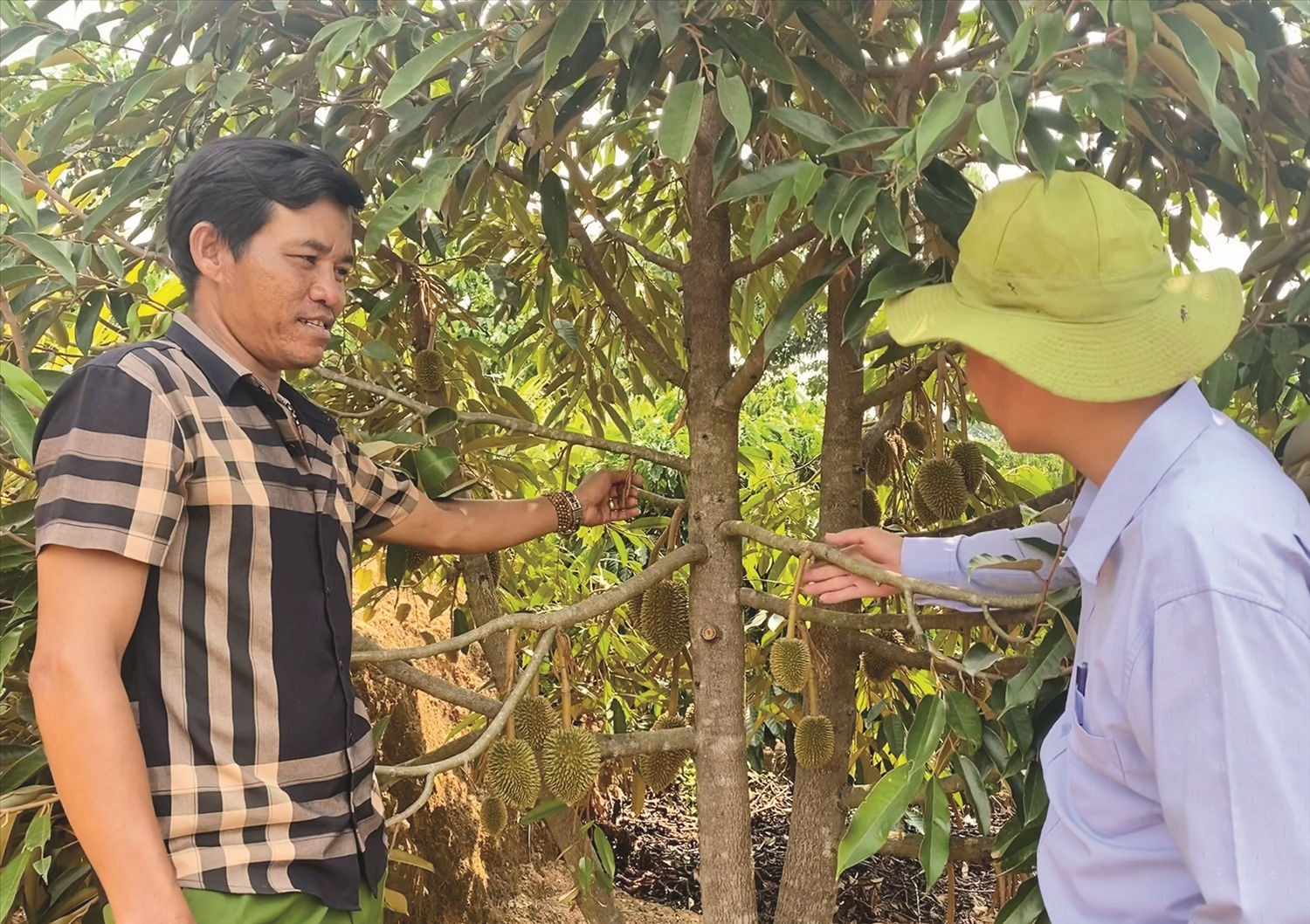 Người có uy tín A Kương (bên trái) giới thiệu với cán bộ xã về vườn sầu riêng