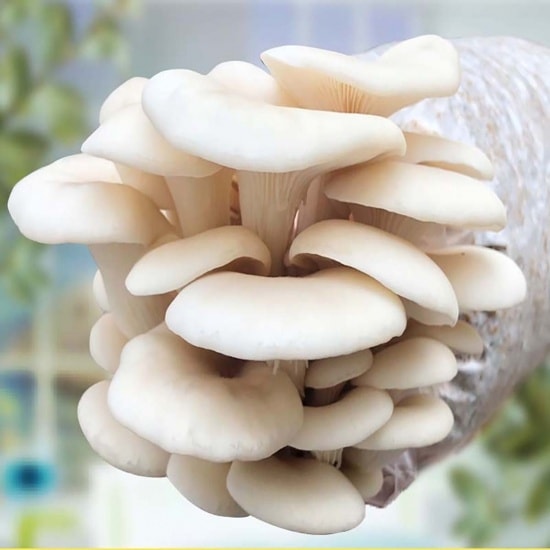 (Tổng hợp) Hướng dẫn trồng nấm sò đơn giản tại nhà 3