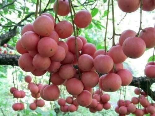 Trái dâu da rừng Trái dâu da rừng