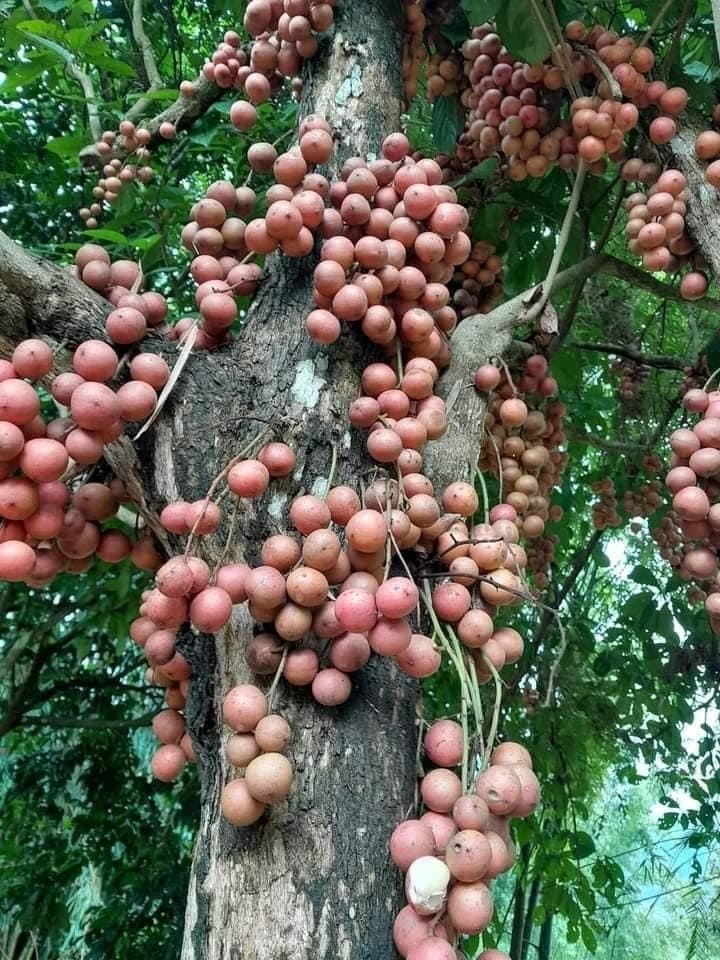 Dâu da rừng trù mật Dâu da rừng trù mật