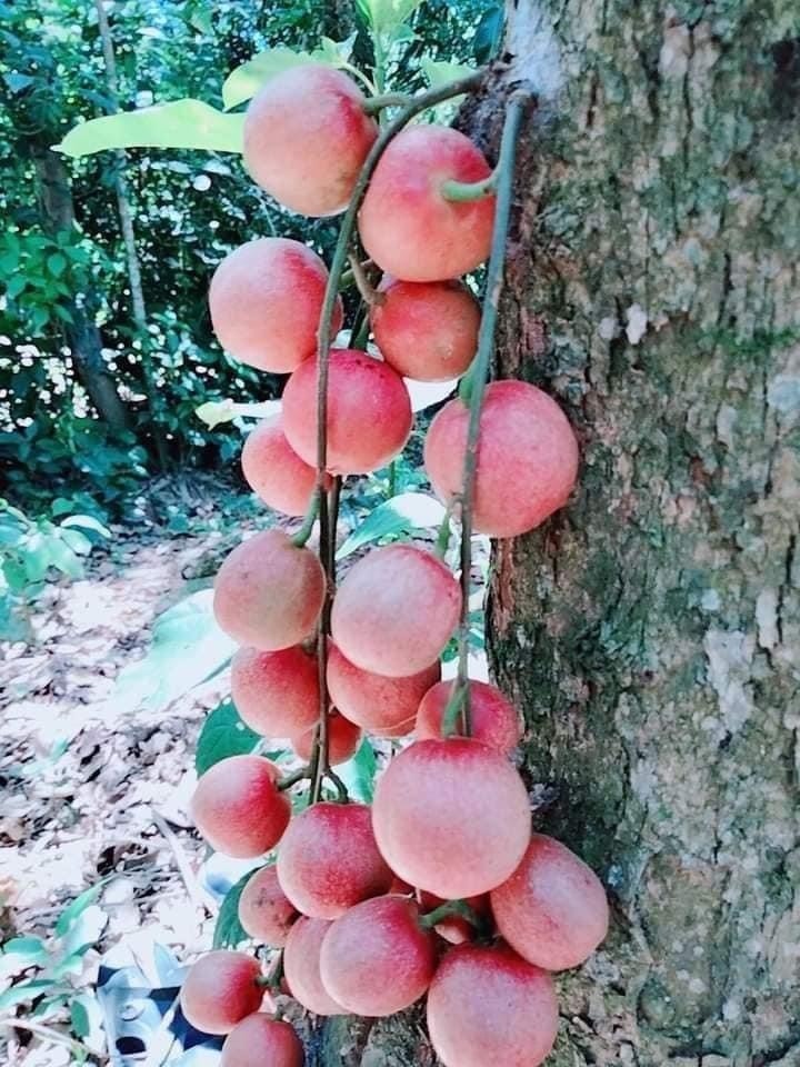 Những trái dâu da chín hồng mọc thành chùm từ thân cây. Những trái dâu da chín hồng mọc thành chùm từ thân cây.