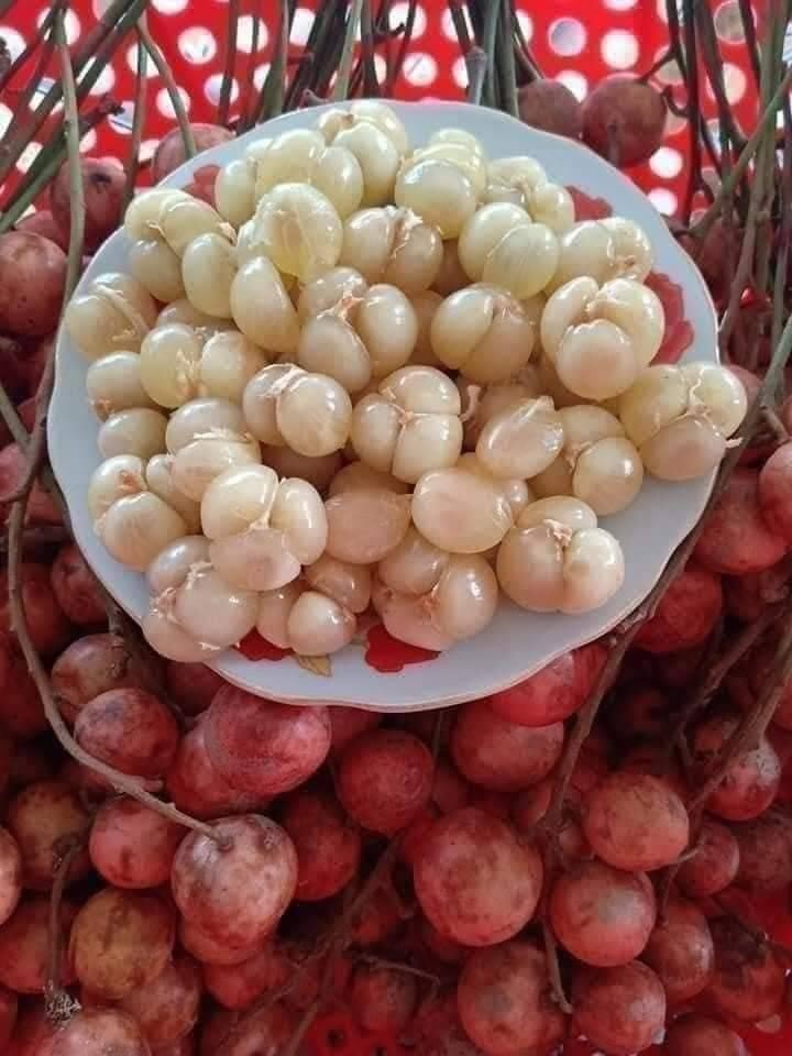 Những trái dâu da rừng thanh mát là thức quà của miền núi Những trái dâu da rừng thanh mát là thức quà của miền núi