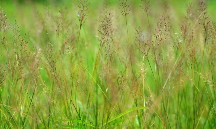 (Tổng hợp) Cỏ may - Vị thuốc hay đến từ thiên nhiên 3