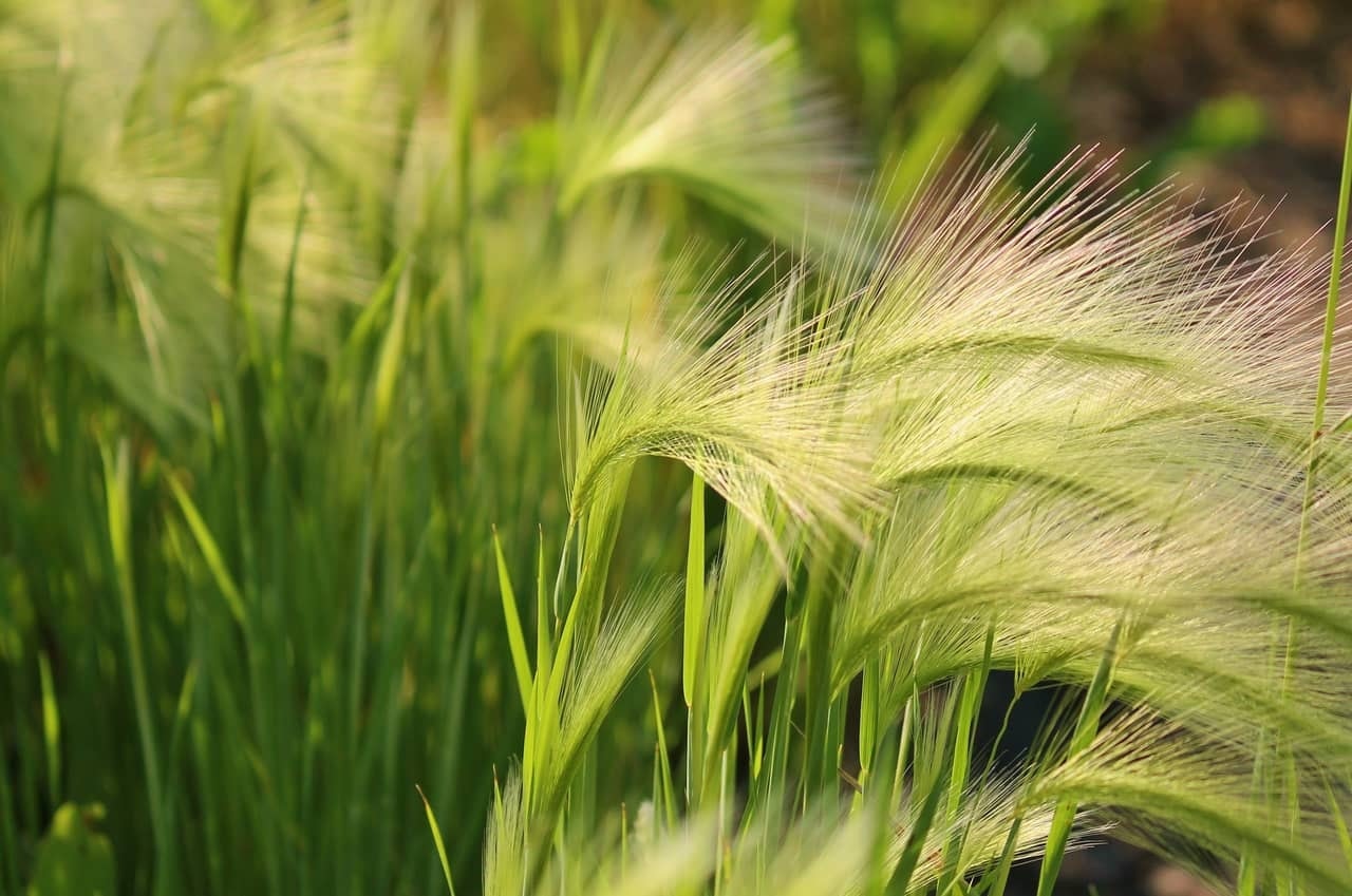 (Tổng hợp) Cỏ may - Vị thuốc hay đến từ thiên nhiên 1