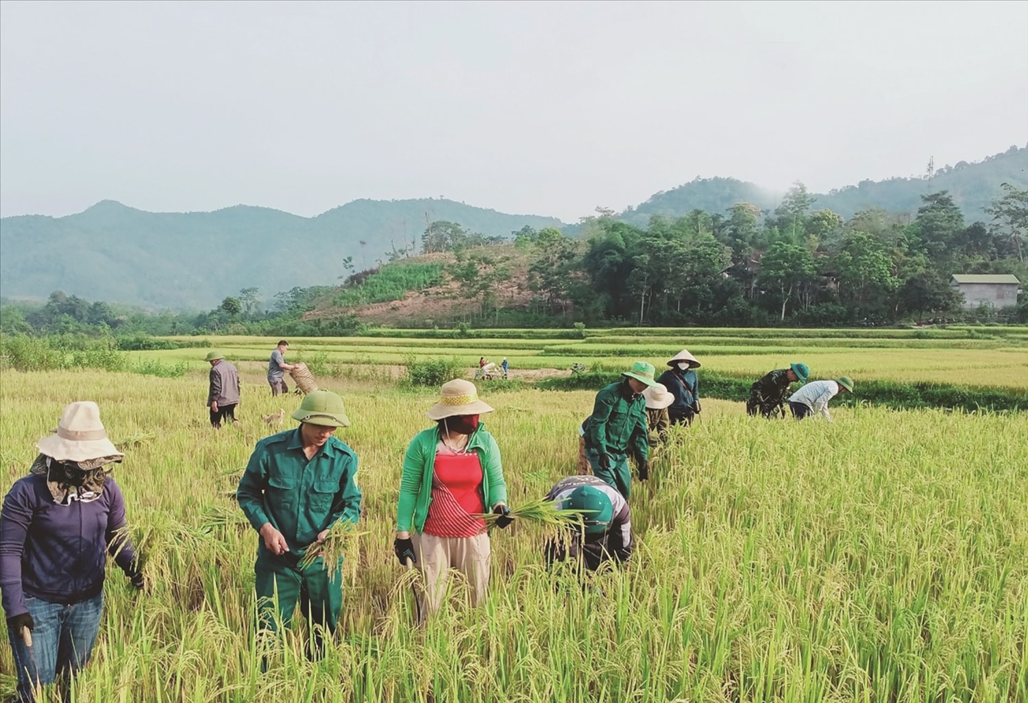 Nhiều giống lúa mới được đưa vào trồng cho năng suất cao Nhiều giống lúa mới được đưa vào trồng cho năng suất cao