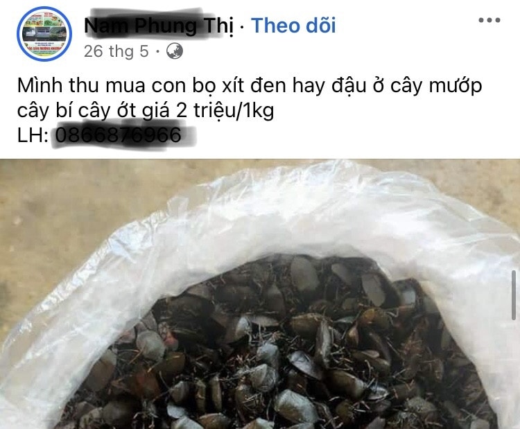 Quảng cáo thu mua bọ xít trên mạng