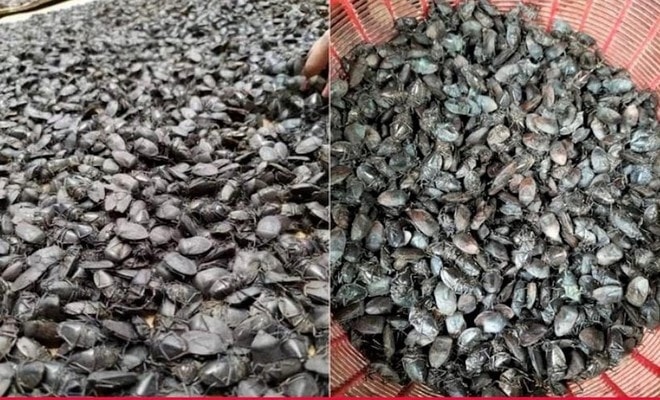 Cảnh giác với hiện tượng thu mua bọ xít đen