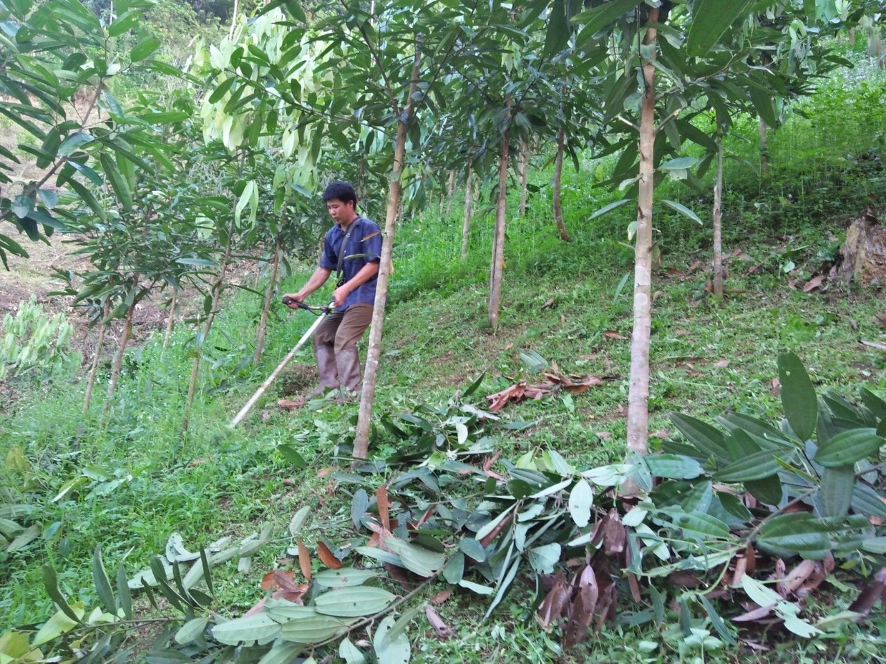Người dân trồng rừng để phát triển kinh tế Người dân trồng rừng để phát triển kinh tế