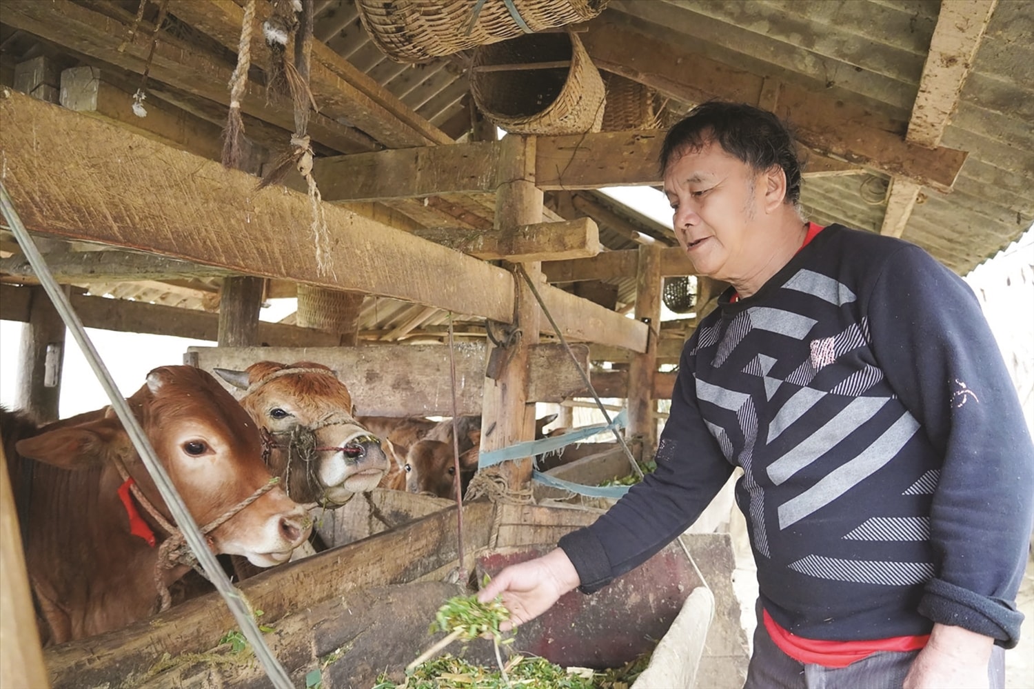 Ông Giàng Chứ Sình, thôn Lẻo Chá Phìn B, xã Sơn Vĩ, huyện Mèo Vạc, tỉnh Hà Giang đang chăm sóc đàn bò Ông Giàng Chứ Sình, thôn Lẻo Chá Phìn B, xã Sơn Vĩ, huyện Mèo Vạc, tỉnh Hà Giang đang chăm sóc đàn bò