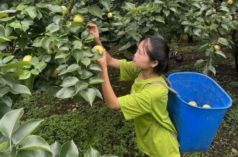 Người dân xã Giang Ma hái lê bán cho du khách mang về làm quà. (Ảnh TL)