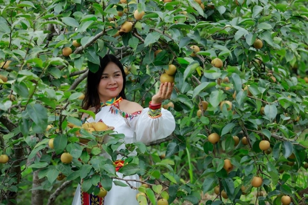 Vườn lê thôn Giang Ma, địa điểm được lựa chọn để tham quan trong ngày hội. (Ảnh TL))
