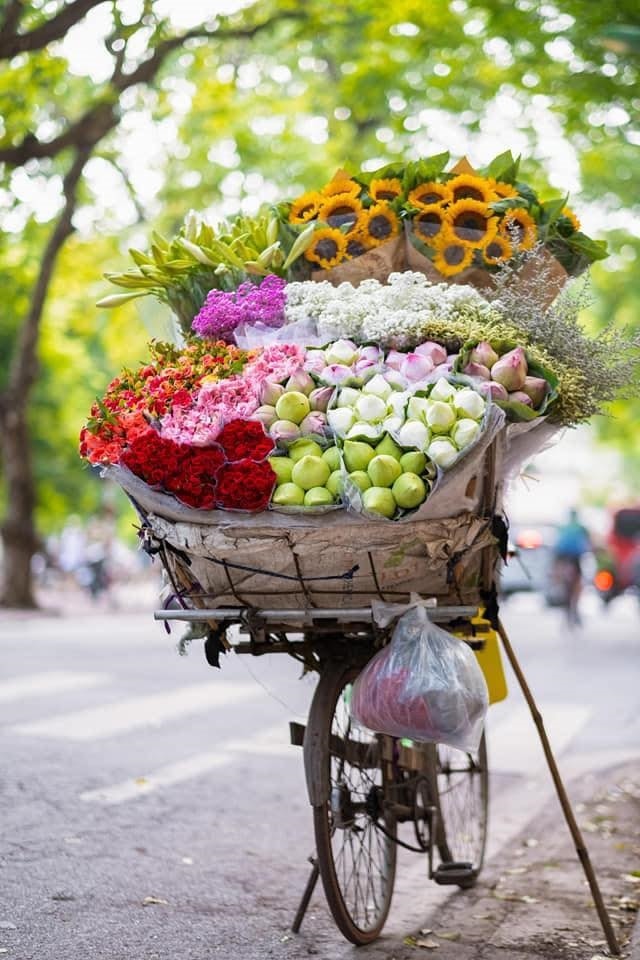 Hoa sen đua sắc cùng các loài hoa trên phố Hoa sen đua sắc cùng các loài hoa trên phố