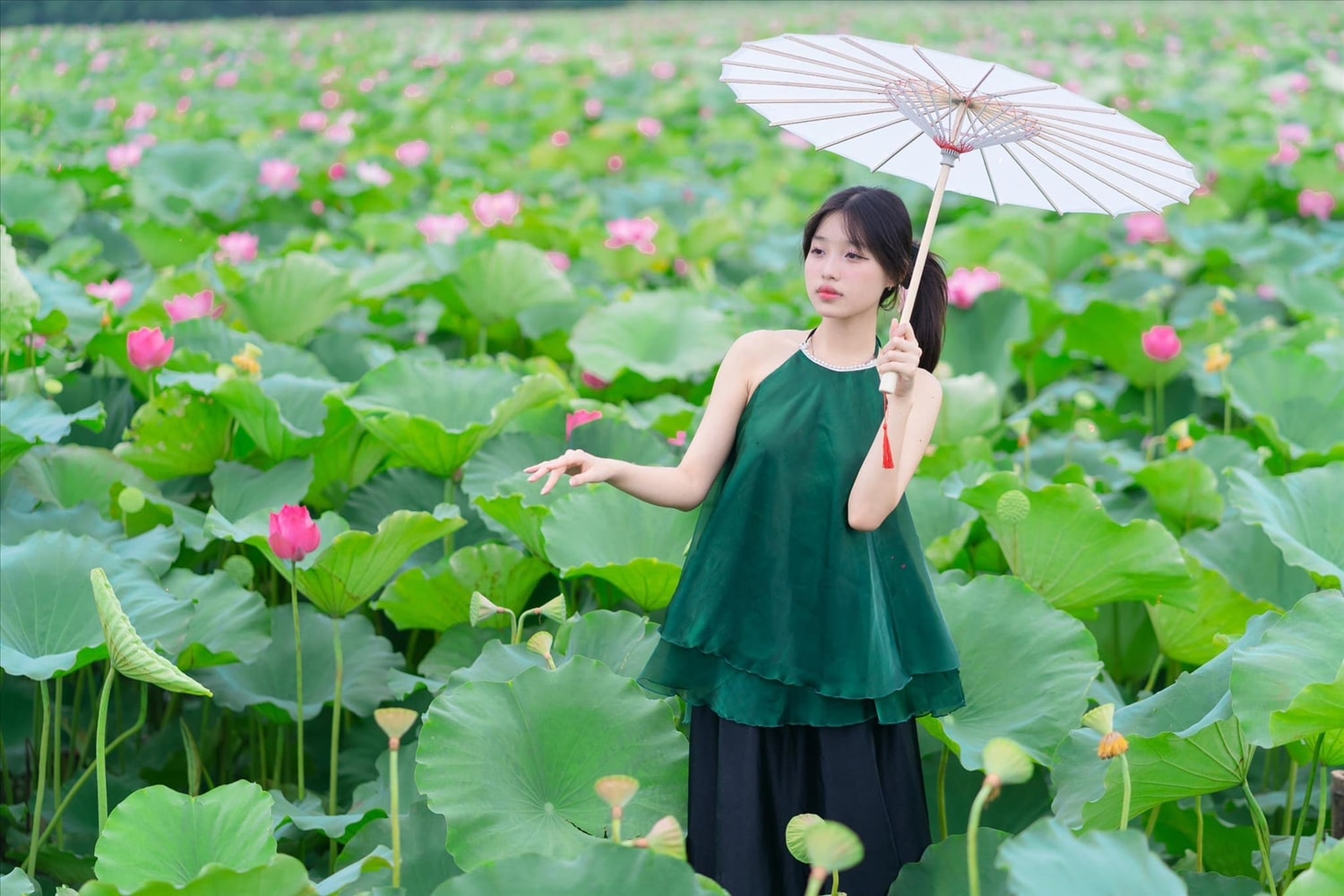 Thiếu nữ trong đầm sen Thiếu nữ trong đầm sen