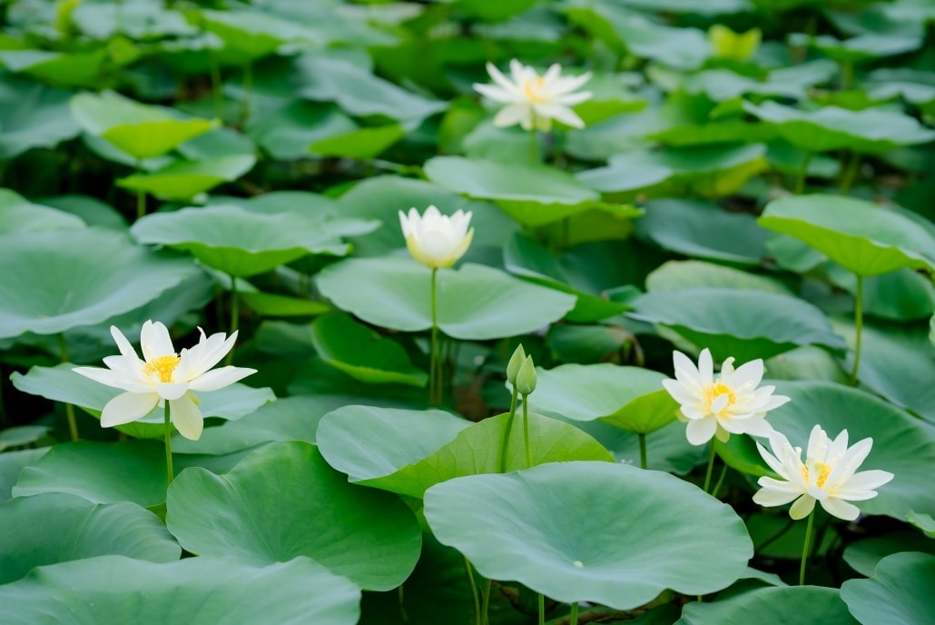 Đầm sen trắng Đầm sen trắng