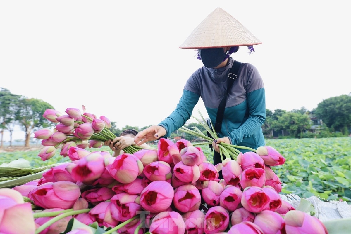Thu hoạch sen làm trà Thu hoạch sen làm trà