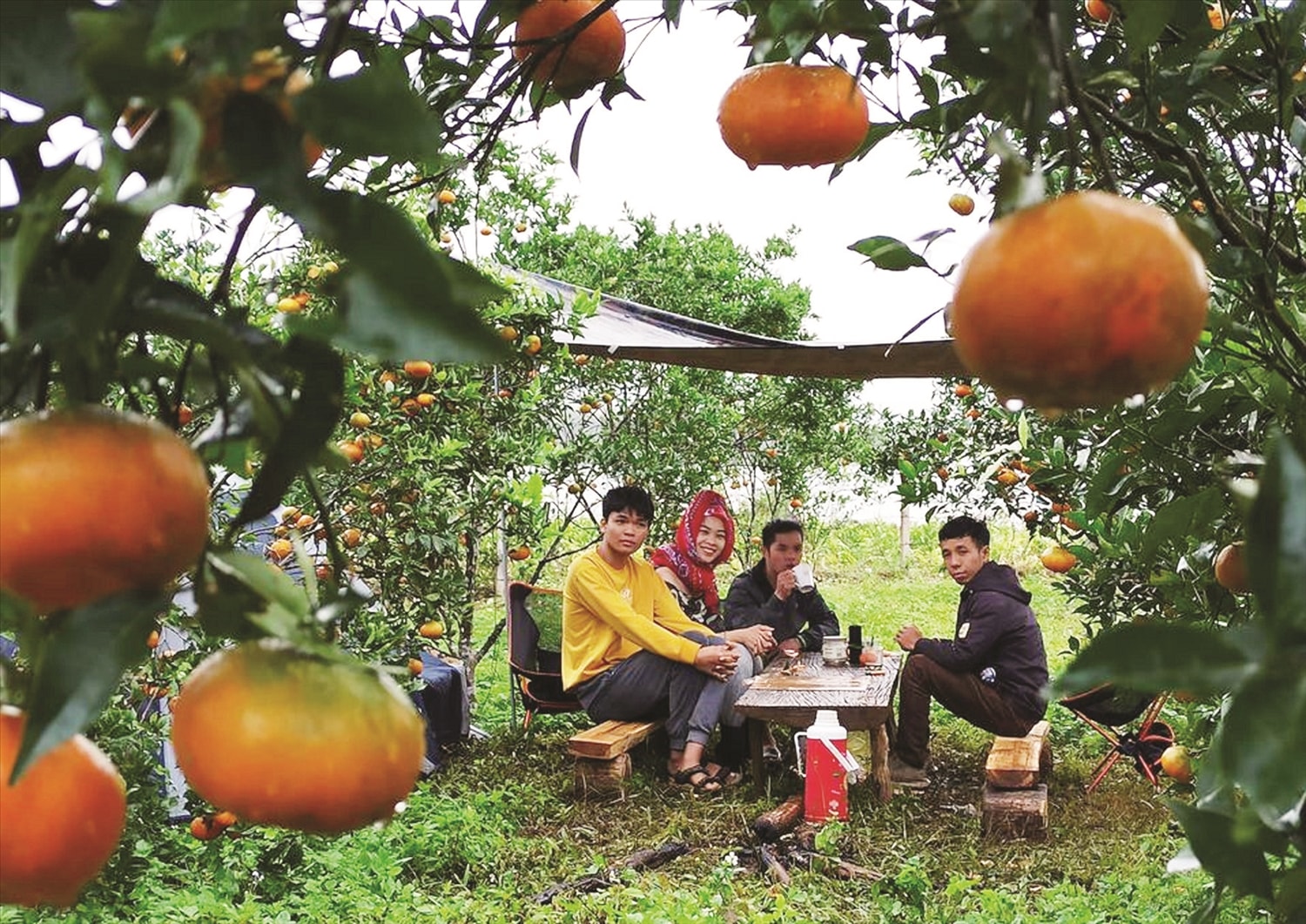Vườn cam Đường Canh trĩu quả của gia đình anh Nguyễn Đức Mạnh  ở thôn Hợp Thành, xã Sơn Lang, huyện Kbang thu hút khách tham quan, trải nghiệm