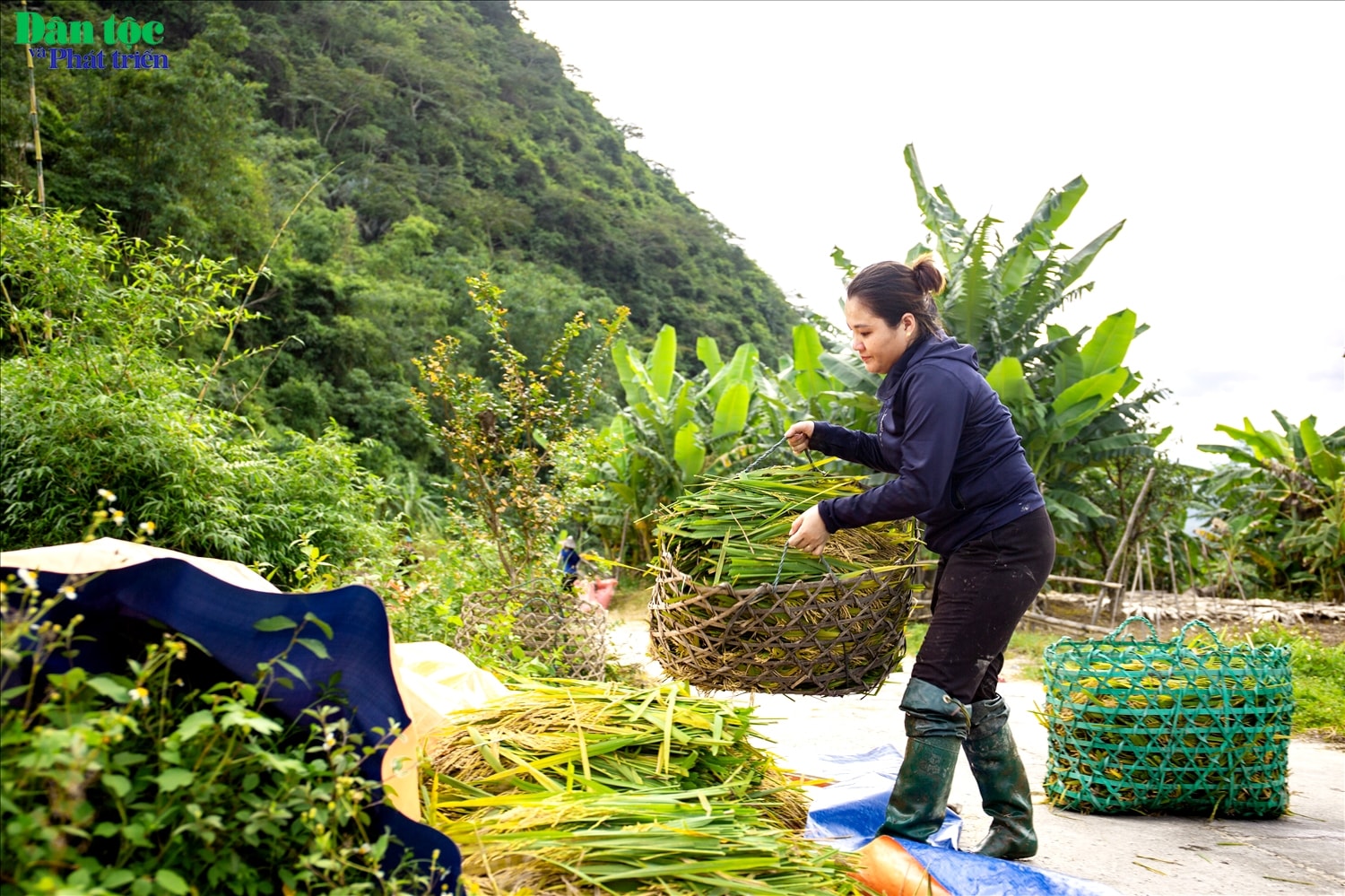 (BÀ IẢNH) Mùa vàng ở thôn Tha 6