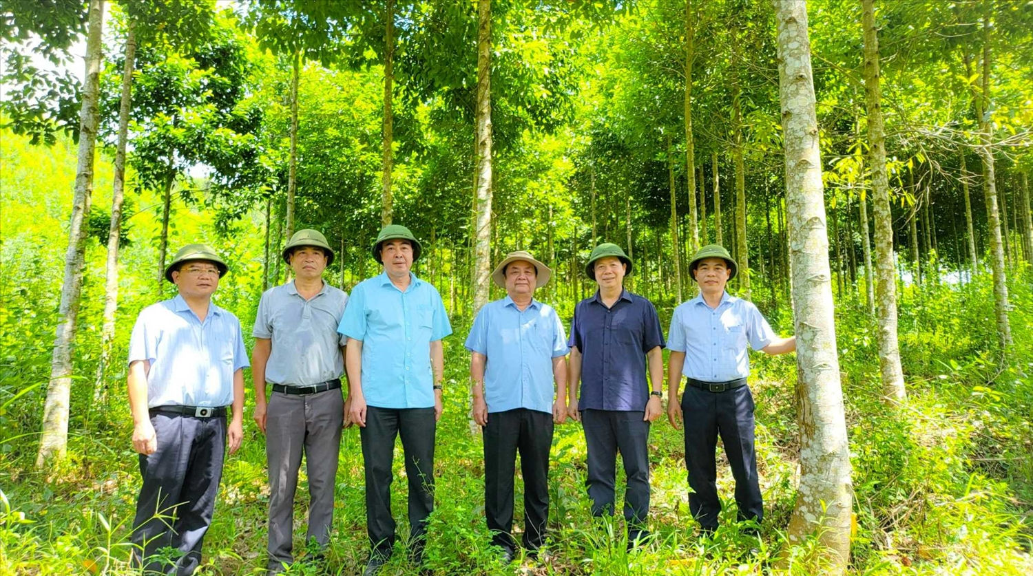 Trồng rừng gỗ lớn-Nhìn từ Quảng Ninh: Tháo gỡ vướng mắc, tiếp tục mở rộng diện tích trồng rừng gỗ lớn (Bài 3) 