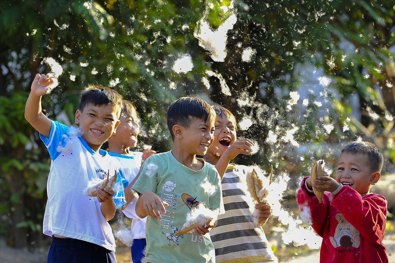 Nô đùa với những trái bông gòn Nô đùa với những trái bông gòn