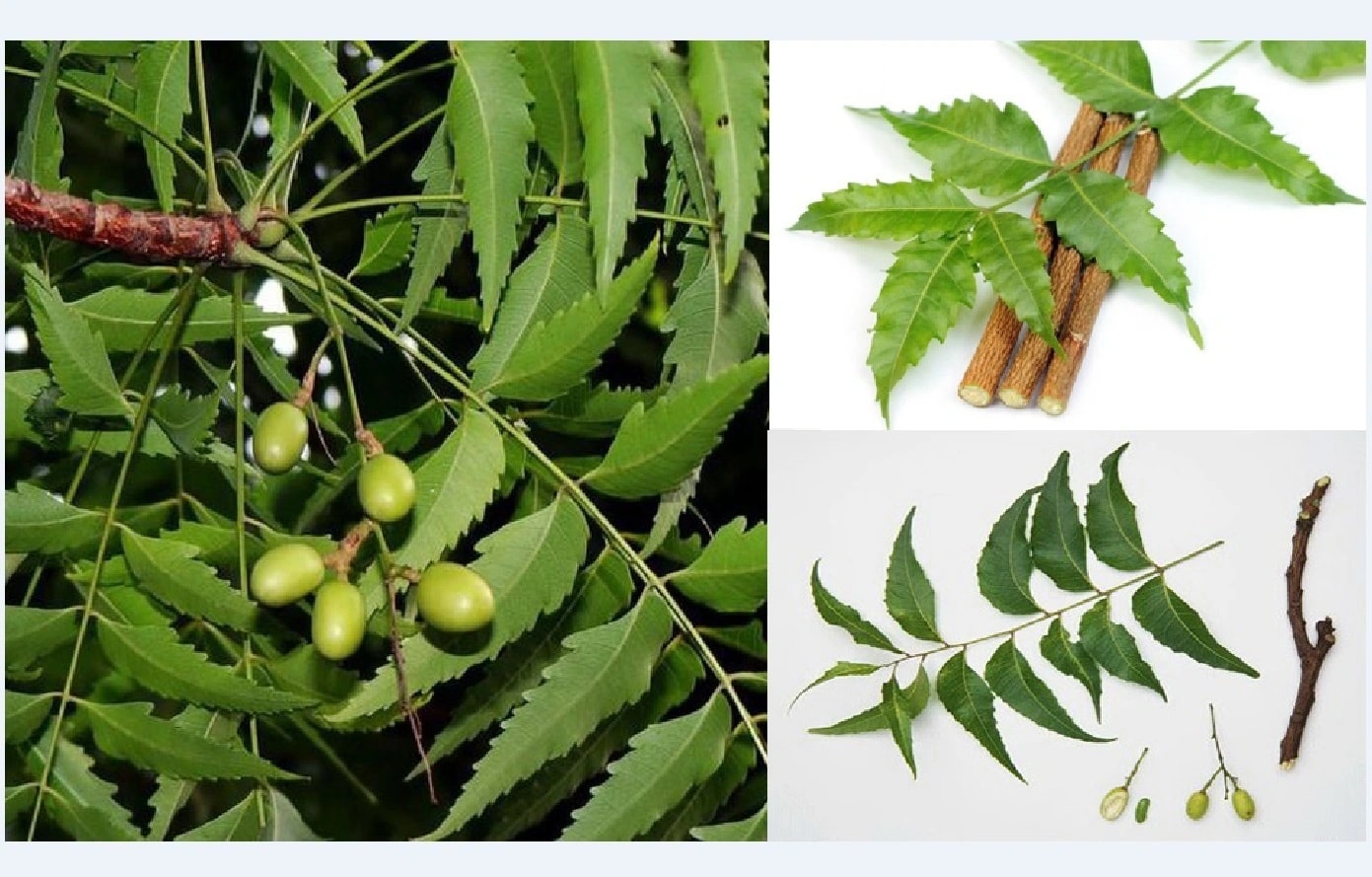 (Tổng hợp) Kỹ thuật trồng và chăm sóc cây xoan ta 4
