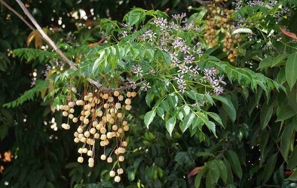(Tổng hợp) Kỹ thuật trồng và chăm sóc cây xoan ta 3
