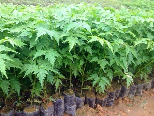 (Tổng hợp) Kỹ thuật trồng và chăm sóc cây xoan ta 1