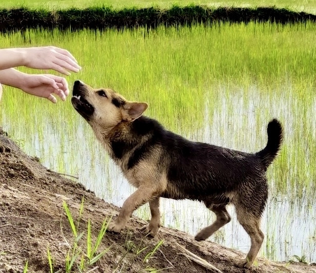 Sau khi chó cắn 2 tháng, người đàn ông tử vong