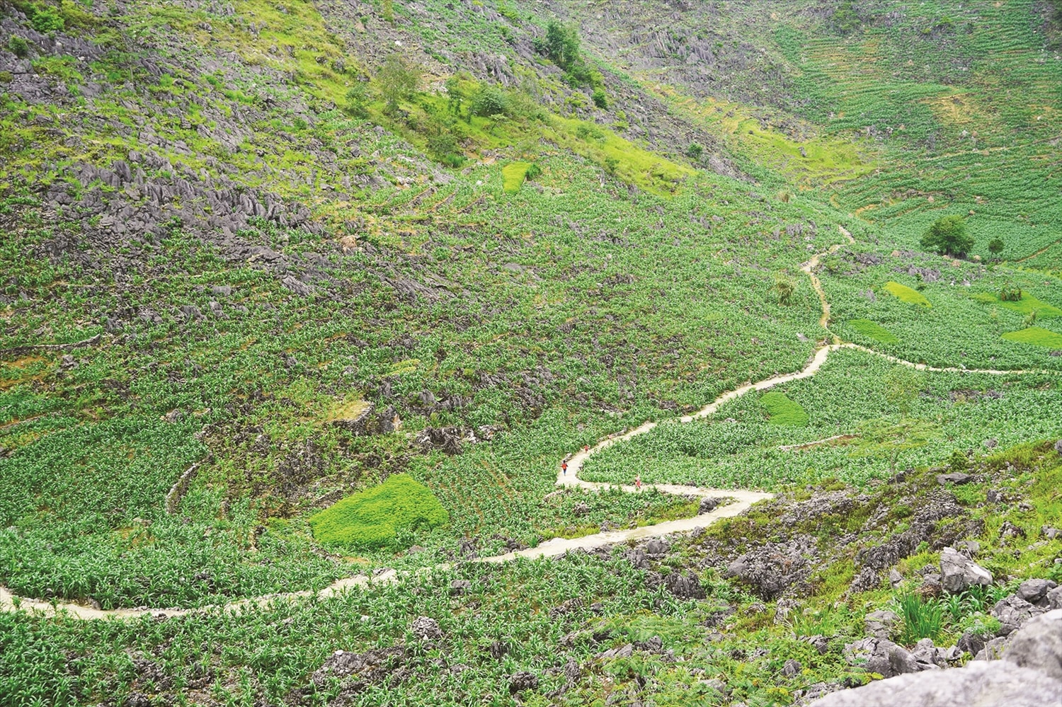 Bê tông hóa đường lên nương để phục vụ sản xuất Bê tông hóa đường lên nương để phục vụ sản xuất