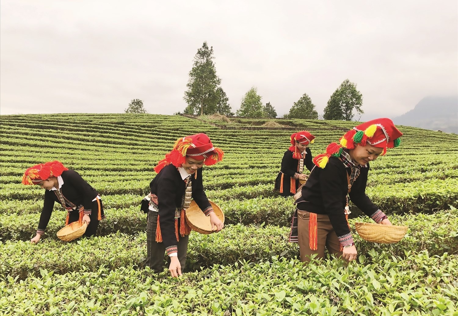 Nguồn lực hỗ trợ từ Chương trình MTQG 1719 đã và đang đánh thức tiềm năng phát triển nông nghiệp ở các địa phương của tỉnh Lào Cai Nguồn lực hỗ trợ từ Chương trình MTQG 1719 đã và đang đánh thức tiềm năng phát triển nông nghiệp ở các địa phương của tỉnh Lào Cai
