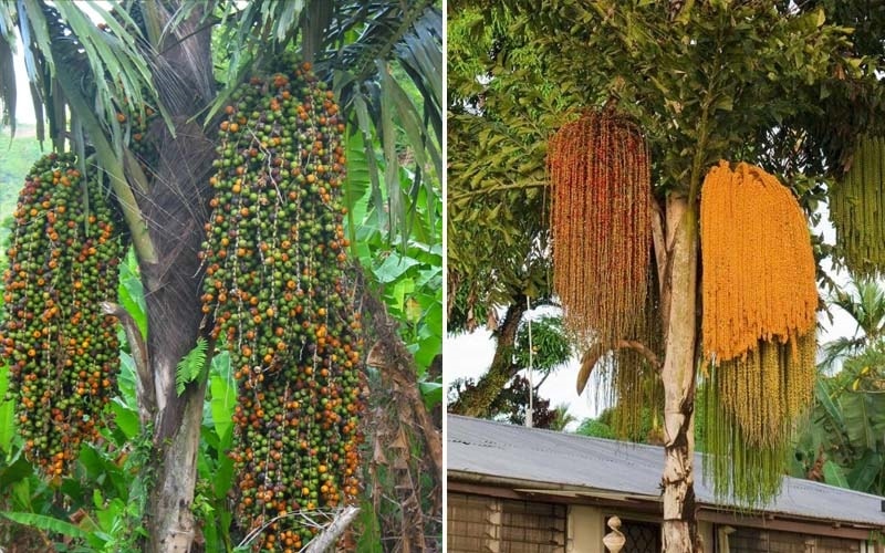(Tổng hợp) Tác dụng chữa bệnh tuyệt vời của cây đủng đỉnh 2