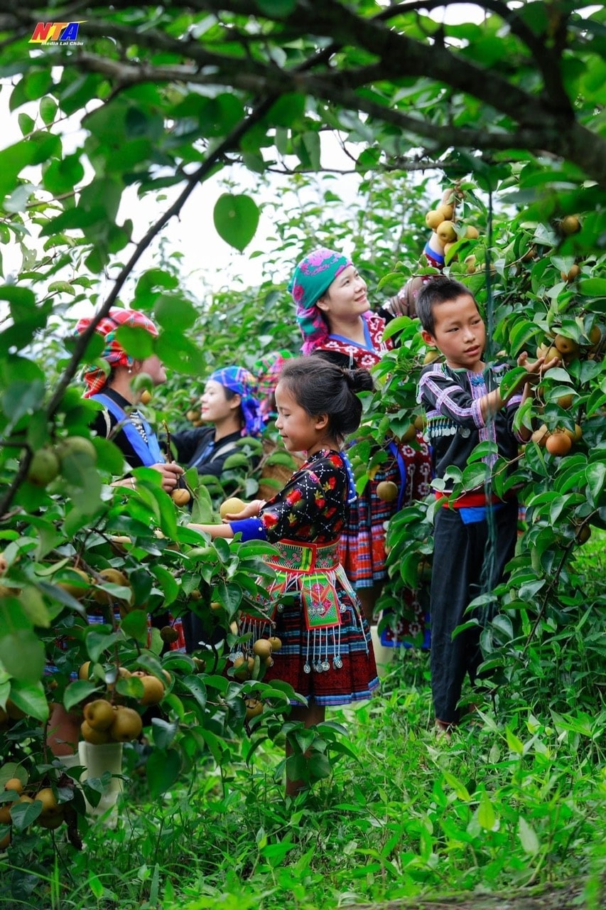 Mắc cọp gắn bó với đời sống đồng bào Mông trên vùng núi cao Tây Bắc. (Ảnh Tuấn Anh) Mắc cọp gắn bó với đời sống đồng bào Mông trên vùng núi cao Tây Bắc. (Ảnh Tuấn Anh)