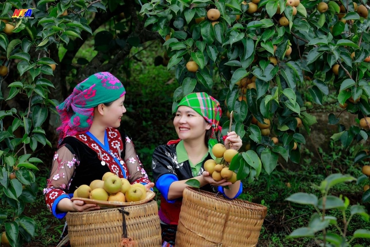 Mắc cọp thức quà an lành từ núi. (Ảnh Tuấn Anh) Mắc cọp thức quà an lành từ núi. (Ảnh Tuấn Anh)