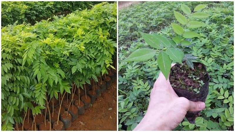 (Tổng hợp) Kỹ thuật trồng và chăm sóc cây sưa đỏ 3