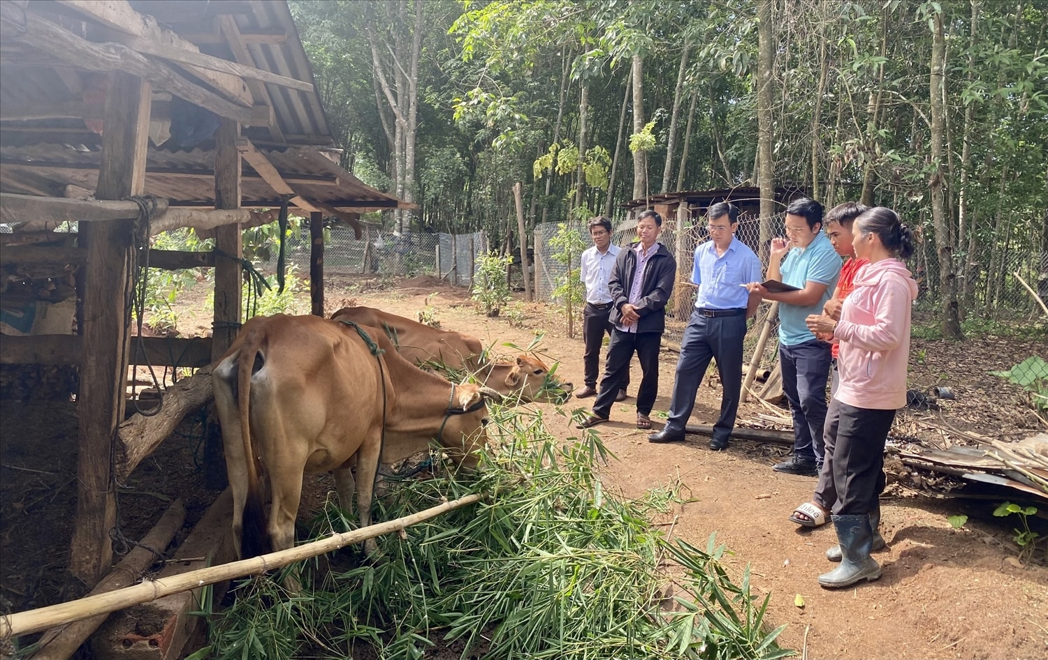 Mô hình hỗ trợ bò sinh sản từ nguồn vốn Chương trình MTQG 1719 đang phát huy hiệu quả ở xã Pô Kô