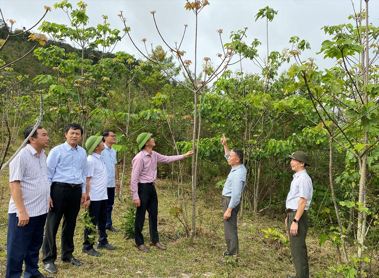 Đoàn giám sát kiểm tra thực địa rừng trồng thay thế tại Tiểu khu 694, xã Hướng Phùng, huyện Hướng Hóa Đoàn giám sát kiểm tra thực địa rừng trồng thay thế tại Tiểu khu 694, xã Hướng Phùng, huyện Hướng Hóa