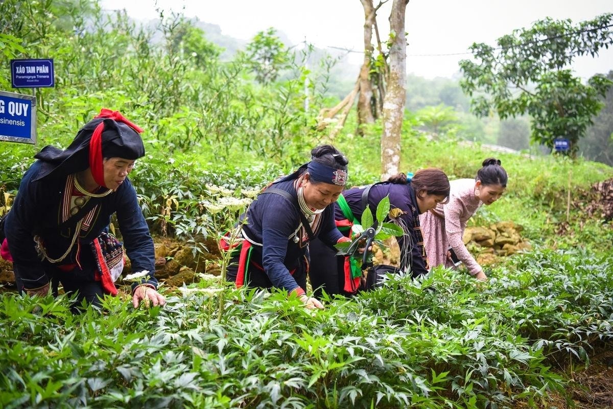 Vùng đồng bào DTTS có rất nhiều tiềm năng để phát triển cây dược liệu Vùng đồng bào DTTS có rất nhiều tiềm năng để phát triển cây dược liệu