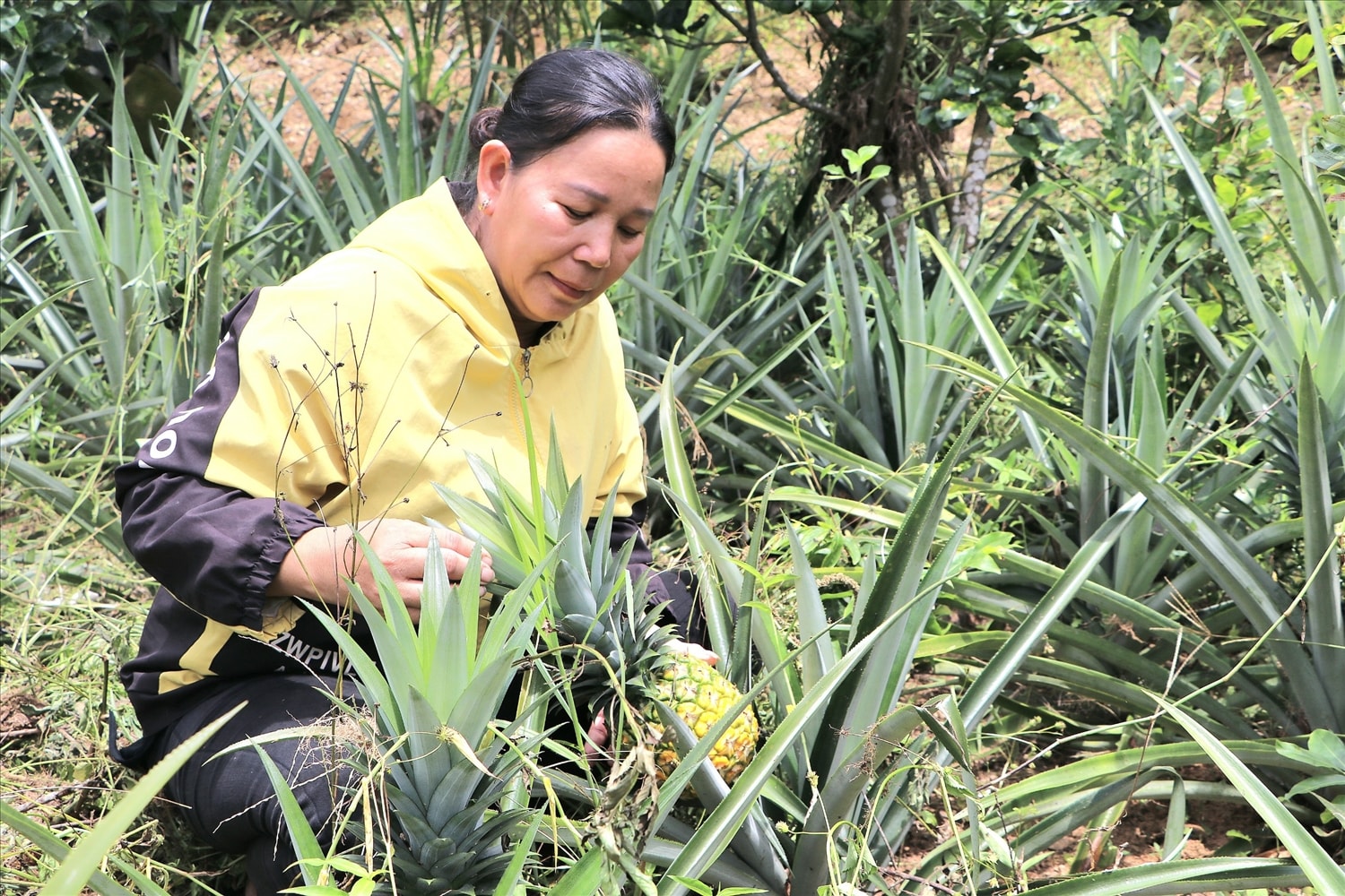 Vườn dứa của gia đình chị Lê Thị Phương ở thôn Đắc Trên, xã Sơn Dung, huyện Sơn Tây. Vườn dứa của gia đình chị Lê Thị Phương ở thôn Đắc Trên, xã Sơn Dung, huyện Sơn Tây.