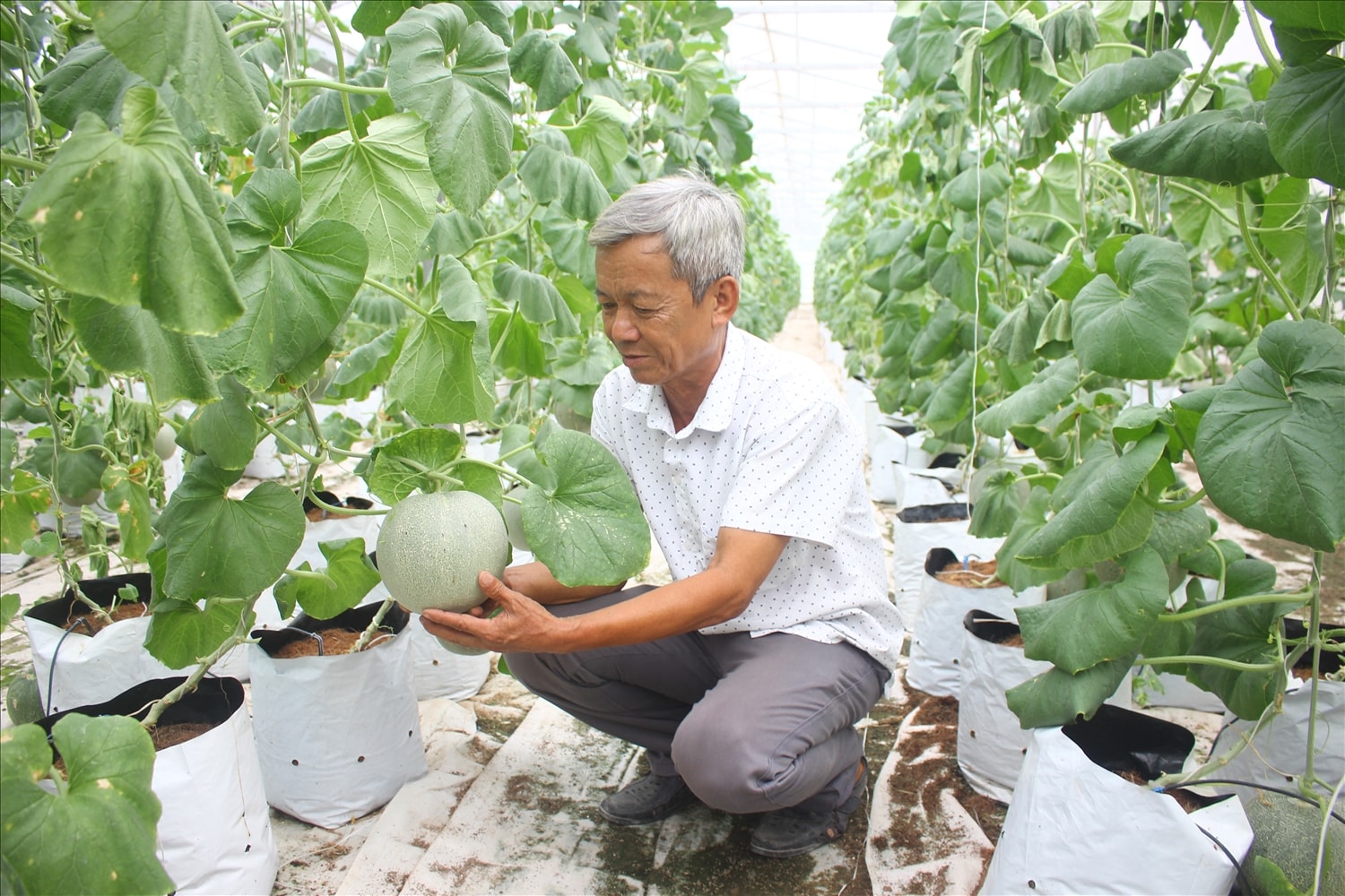 Sản phẩm được bao tiêu nên người nông dân không còn sợ cảnh Sản phẩm được bao tiêu nên người nông dân không còn sợ cảnh